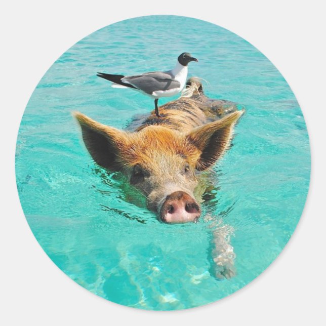 Cute pig swimming in water classic round sticker (Front)