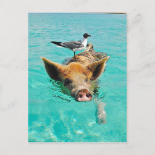 Cute pig swimming in water postcard