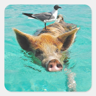 Cute pig swimming in water square sticker