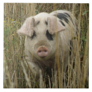 Cute Pig Tile