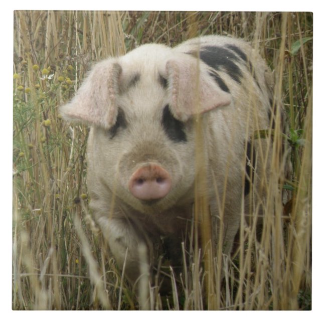 Cute Pig Tile (Front)