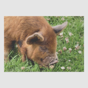 CUTE PIG   TISSUE PAPER