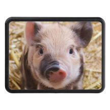 Cute piglet