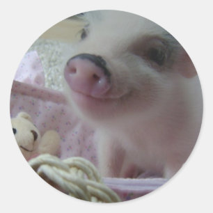 Cute Piglet Classic Round Sticker