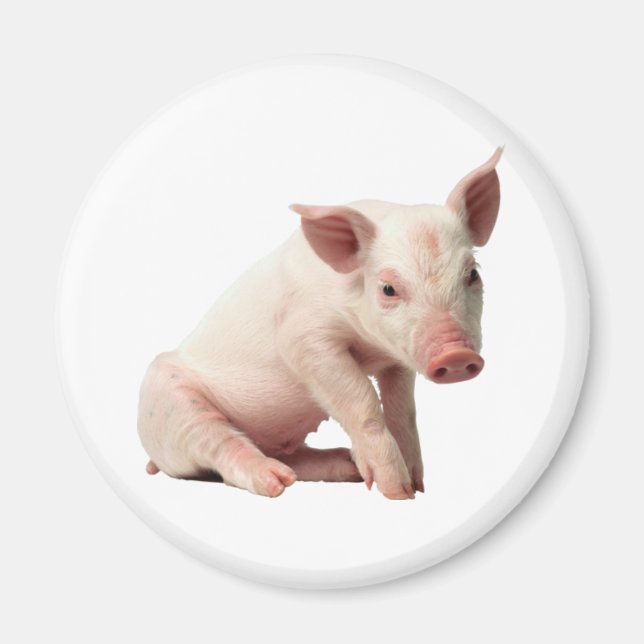 Cute Piglet Magnet (Front)