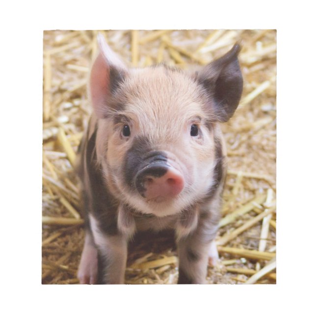 Cute Piglet Notepad (Front)