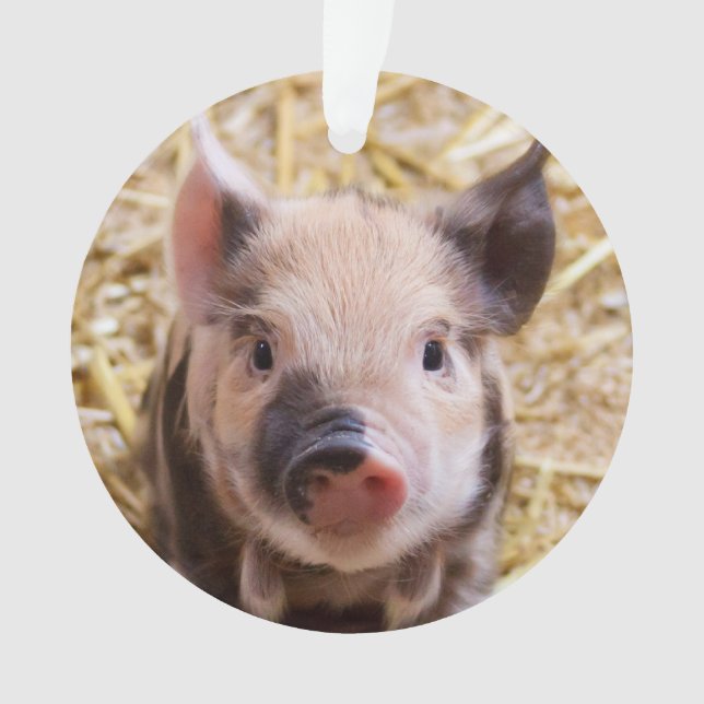 Cute piglet ornament (Front)
