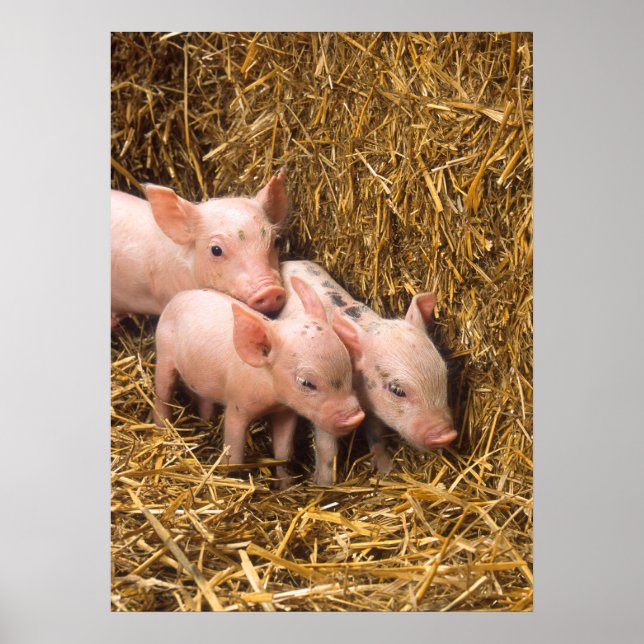 Cute Pigs Poster (Front)