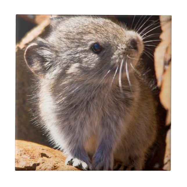Cute Pika Photo for Your Kitchen Ceramic Tile (Front)