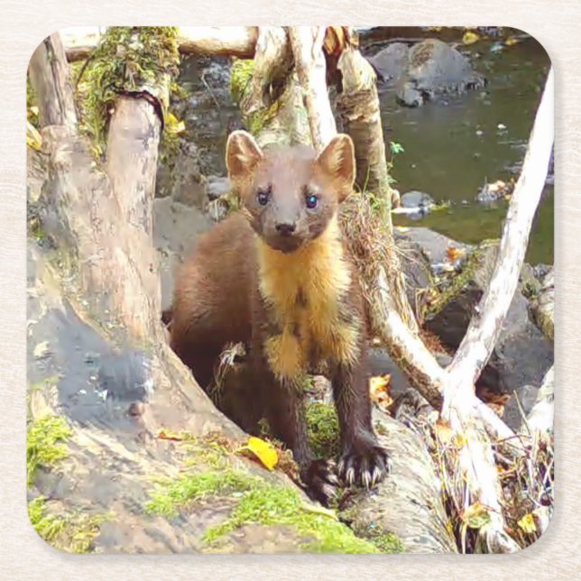 Cute Pine Marten Forest Wildlife Resting  Square Paper Coaster (Front)