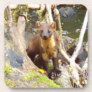 Cute Pine Marten on Fallen Tree Hard Plastic Coaster