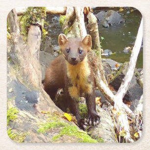Cute Pine Marten on Fallen Tree Square Paper Coaster
