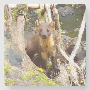 Cute Pine Marten on Fallen Tree Stone Coaster