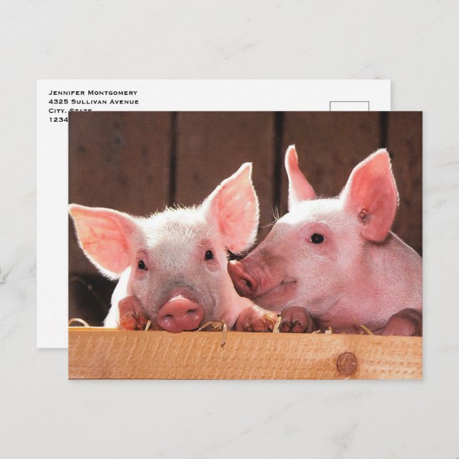 Cute Pink Piglets Animal Photograph Postcard (Front/Back)