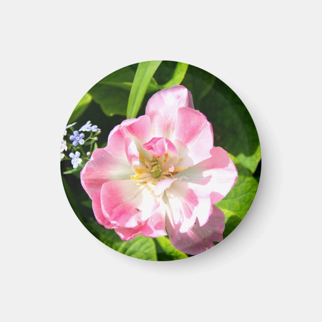 Cute pink tulip magnet (Front)