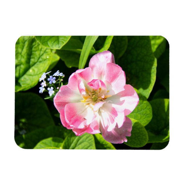 Cute pink tulip magnet (Horizontal)