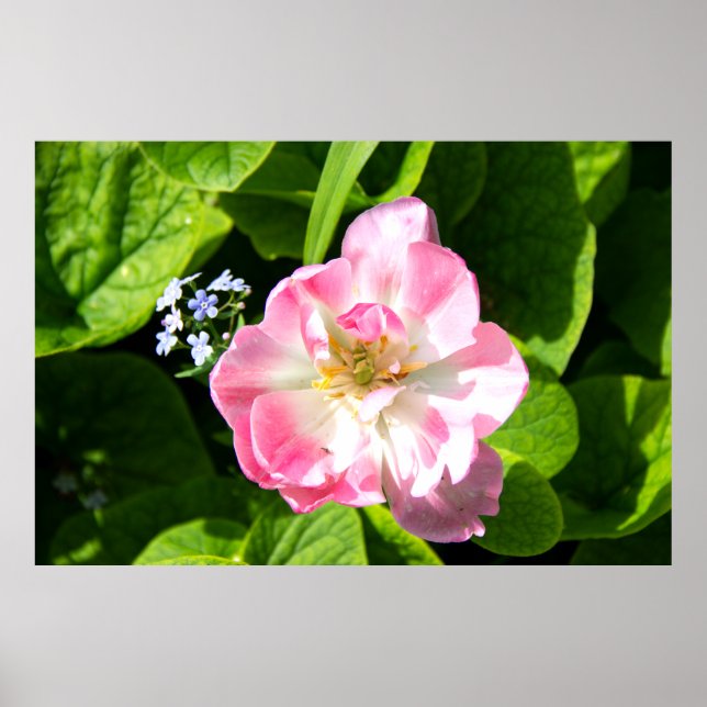 Cute pink tulip poster (Front)