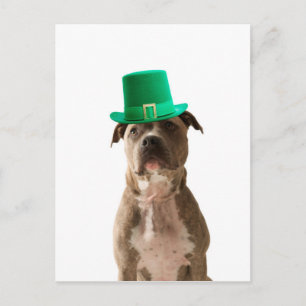 Cute Pit Bull Dog Hat St. Patrick's Day Postcard