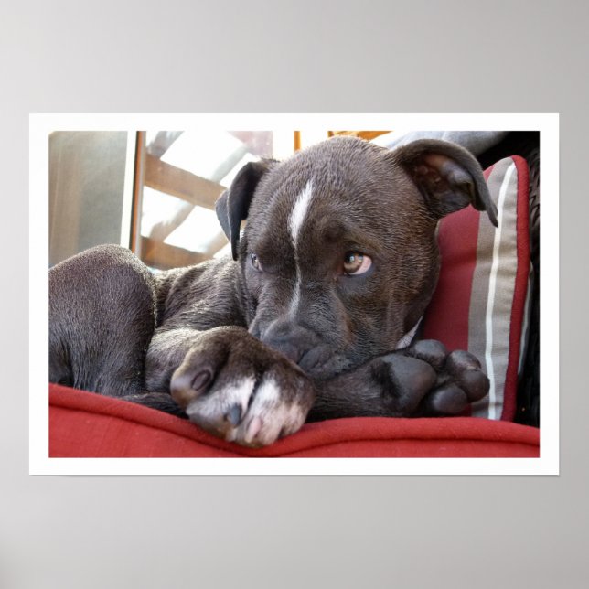 Cute Pit Bull Puppy Poster (Front)