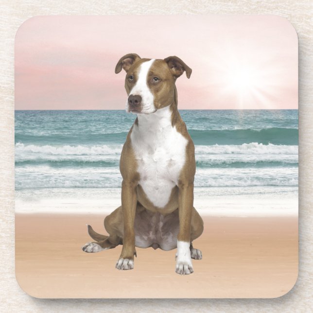 Cute Pitbull Dog Sitting on Beach with sunset Coaster (Front)