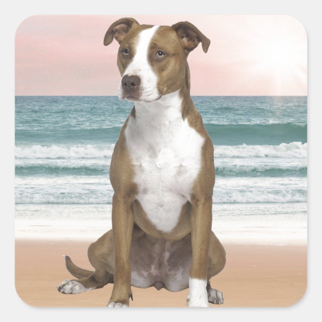 Cute Pitbull Dog Sitting on Beach with sunset Square Sticker (Front)