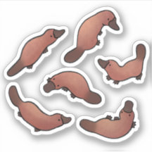 Cute Platypus 