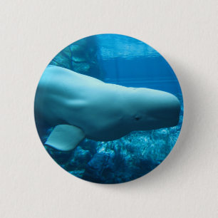 Cute Playful Beluga Whale In Aquarium At Georgia 6 Cm Round Badge