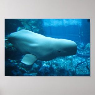 Cute Playful Beluga Whale In Aquarium At Georgia Poster