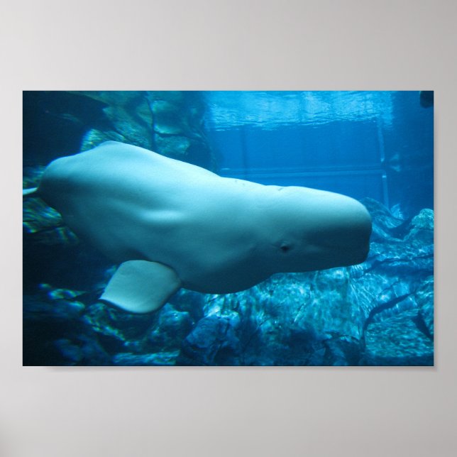 Cute Playful Beluga Whale In Aquarium At Georgia Poster (Front)
