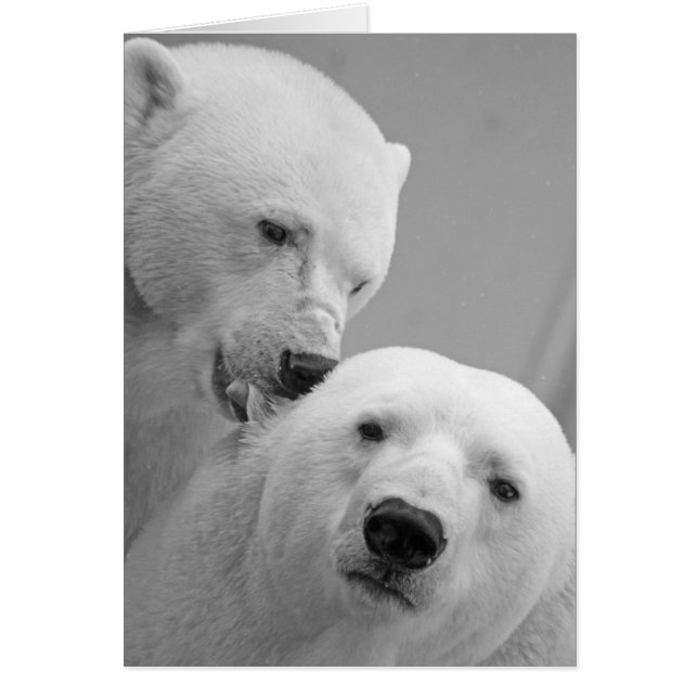 Cute polar bear couple (Front)
