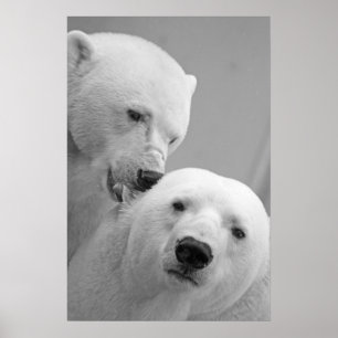 Cute polar bear couple poster
