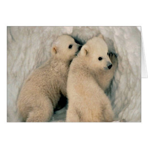 Cute Polar bears