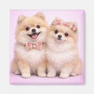Cute Pomeranian Couple Valentine Illustration Magnet