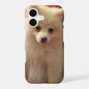 Cute Pomeranian Dog