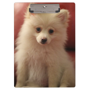 Cute Pomeranian Dog Clipboard