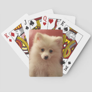 Cute Pomeranian Dog Playing Cards
