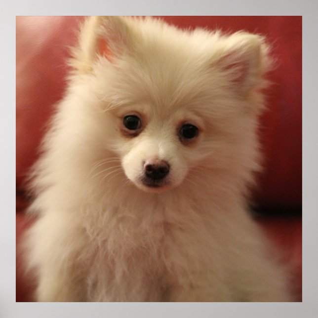 Cute Pomeranian Dog Poster (Front)