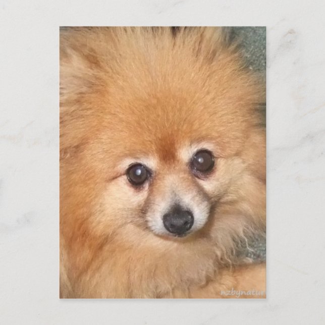 Cute Pomeranian Face Postcard (Front)