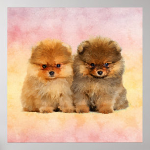 Cute Pomeranian German Spitz Puppies Poster