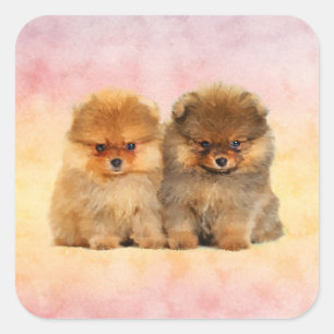 Cute Pomeranian German Spitz  Puppies Square Sticker