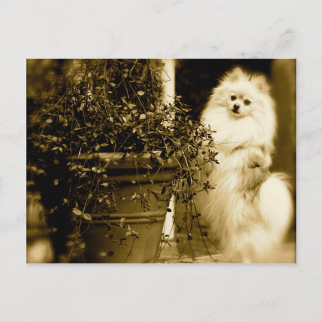 Cute Pomeranian Postcard (Front)