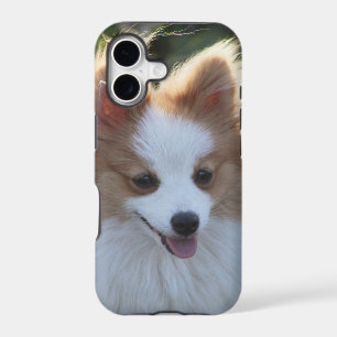 Cute Pomeranian Spitz Dog Portrait Photograph