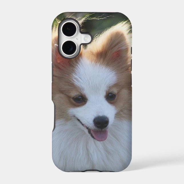 Cute Pomeranian Spitz Dog Portrait Photograph (Back)