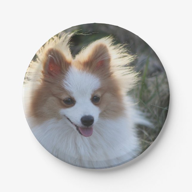 Cute Pomeranian Spitz Dog Portrait Photograph Paper Plate (Front)