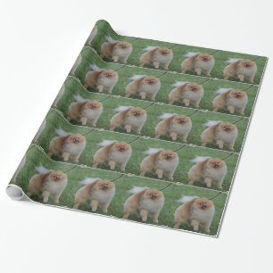 Cute Pomeranian Wrapping Paper