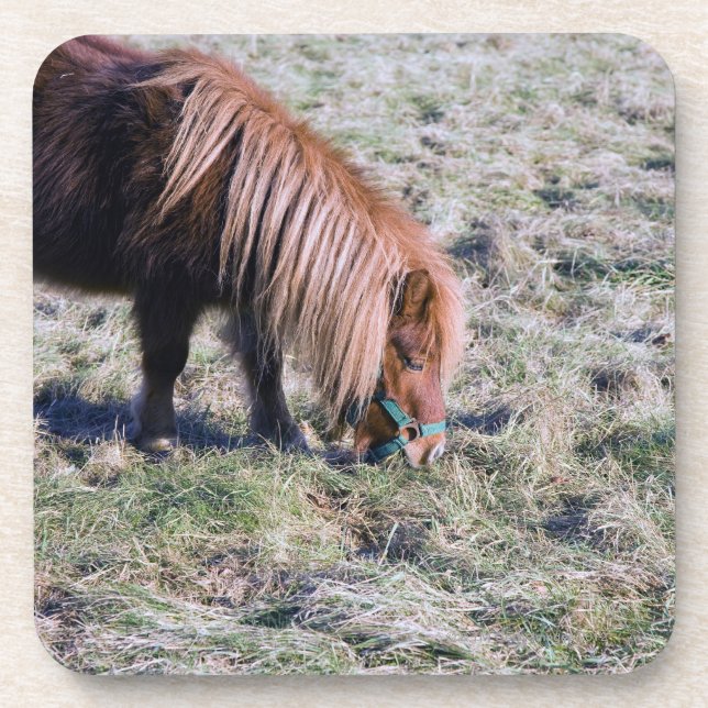 Cute pony grazing on the paddock. coaster (Front)