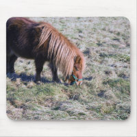 Cute pony grazing on the paddock.