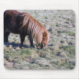 Cute pony grazing on the paddock. mouse pad