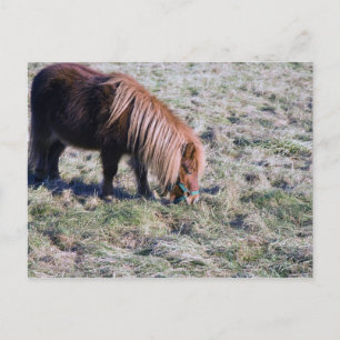 Cute pony grazing on the paddock. postcard