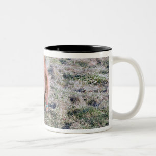 Cute pony grazing on the paddock. Two-Tone coffee mug